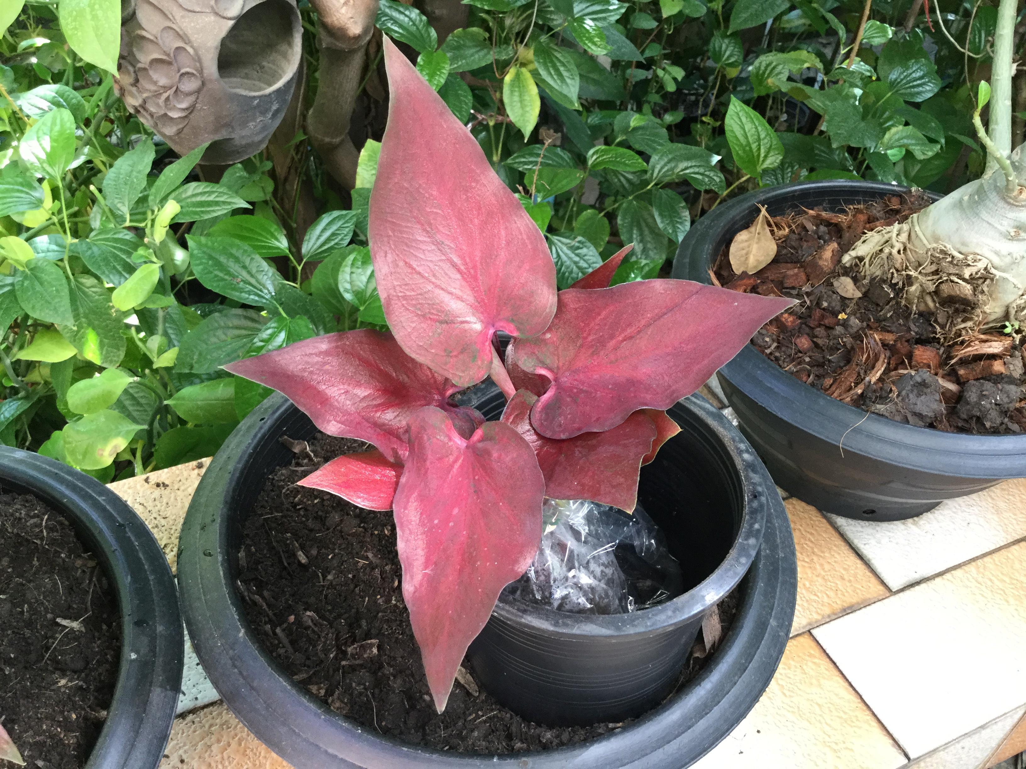 ต้นบอนสี “บุญมาก” กระถาง 6 นิ้ว / ต้น