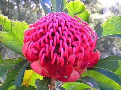 วาราท่าห์ (Waratah) แดง / 5 เม็ด (Australia)
