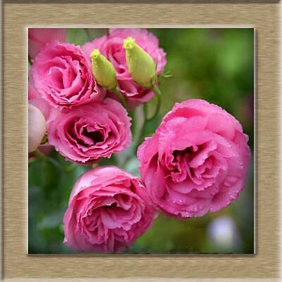 ไลซิแอนธัส (Lisianthus) คละ / 100 เม็ด