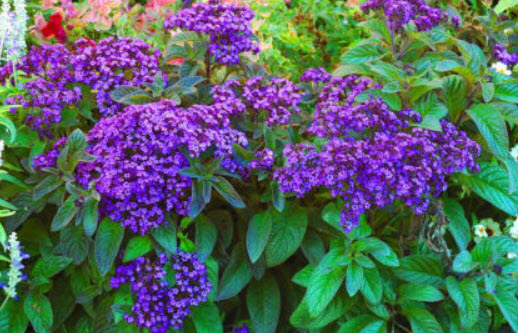 เฮริโอโทรป (Heliotrope) / 130 เม็ด (UK)