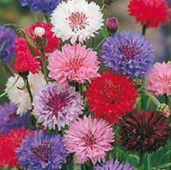 คอร์นฟลาวเวอร์ - โพลก้า ด็อท (Cornflower - Polka Dot) คละ / 15 เม็ด (UK)
