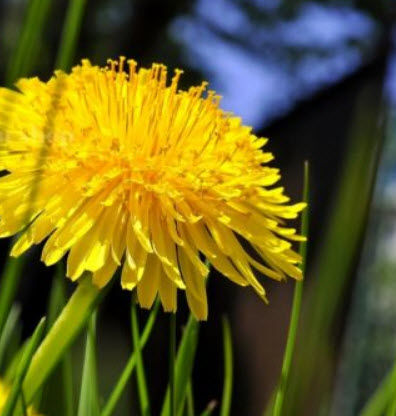 แดนดิไลออน (Dandelion) / 100 เม็ด (UK)
