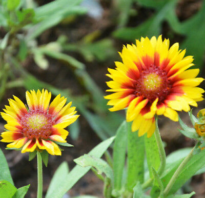 เดือนฉาย หรือ เกลลาเดียร์ (Blanketflower / Gaillardia) / ซอง 30 เม็ด (A075)