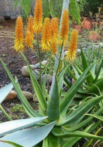 ว่านหางจระเข้ Aloe of Namibia / 10 เม็ด (Portugal)*