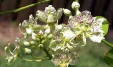 กล้วยไม้ต้น (Orchid Tree / B. Retusa) / 10 เม็ด (Italy)