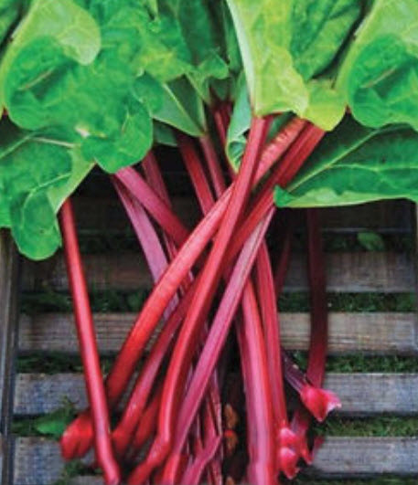 รูห์บาบ วิคตอเรีย (Rhubarb victoria) / 50 เม็ด (China)