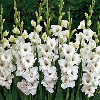 แกลดิโอลัส (Gladiolus) สีขาว ดอกใหญ่ / 100 เม็ด
