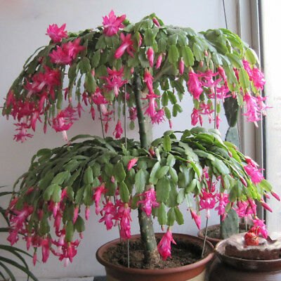 แคคตัสญี่ปุ่น สีชมพูอ่อน (light pink) / 100 เม็ด