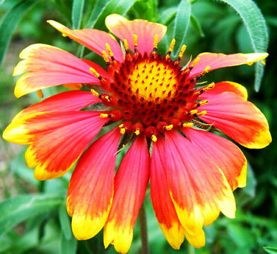 เดือนฉาย หรือ เกลลาเดียร์ (Blanketflower / Gaillardia) / ซอง 30 เม็ด (A075)