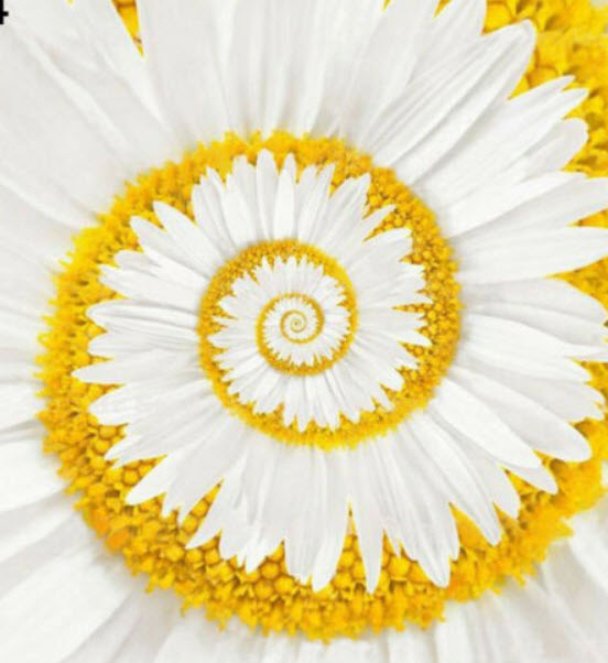 มิราเคิล เดซี่ (Mitracle Daisy) สีขาว-เหลือง / 100 เม็ด