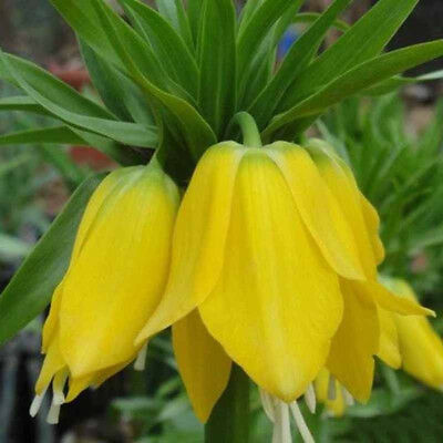 มงกุฏจักรพรรดิ์ (Crown Imperial) สีเหลือง / 100 เม็ด