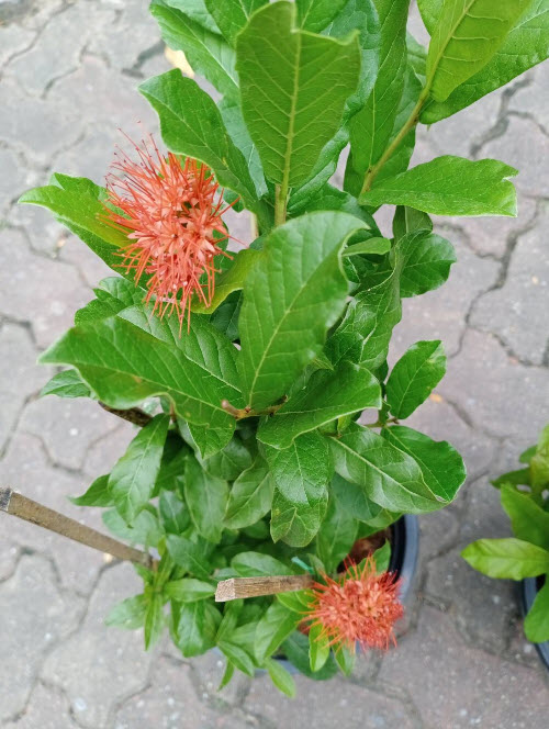 ต้นเงาะงาม หรือพู่อมร กระถาง 10 นิ้ว สูง 60-80 ซ.ม. / ต้น