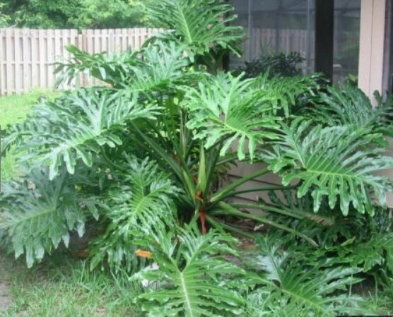 ฟิโลใบมะละกอ หรือ ฟีโล ซีลอม (Philodendron selloum) / 10 เม็ด