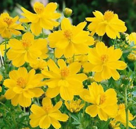 ดาวกระจาย (Cosmos Sulphureus) สีเหลือง / 25 เม็ด (Ukraine)