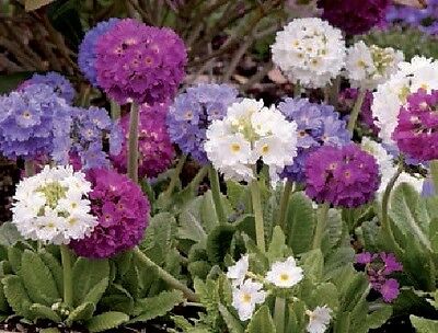 พริมูลา (Primula Denticulata - Hybrids) / 100 เม็ด (UK)