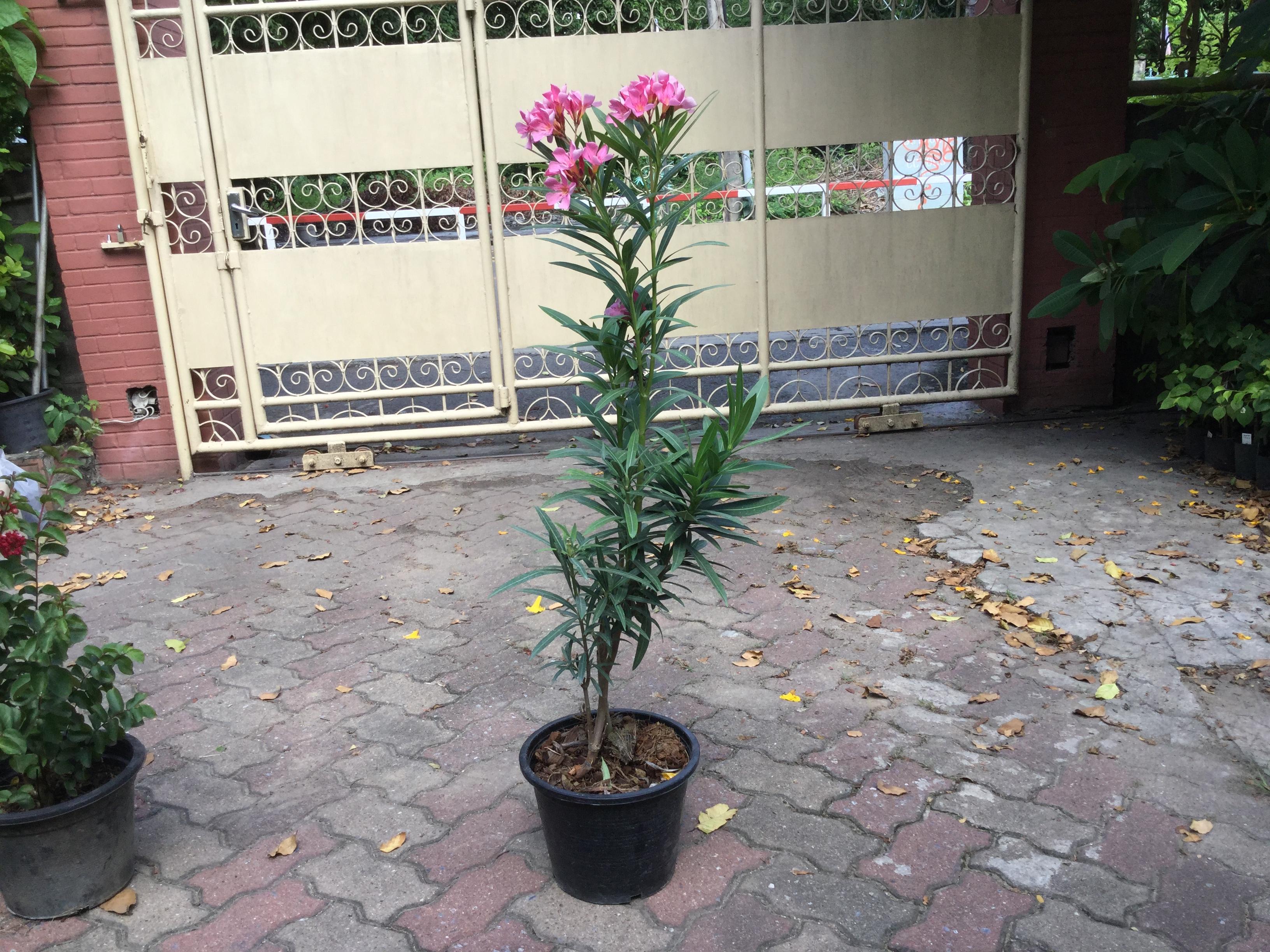 ต้นยี่โถ ดอกชมพู สูง 70-90 ซม. / ต้น