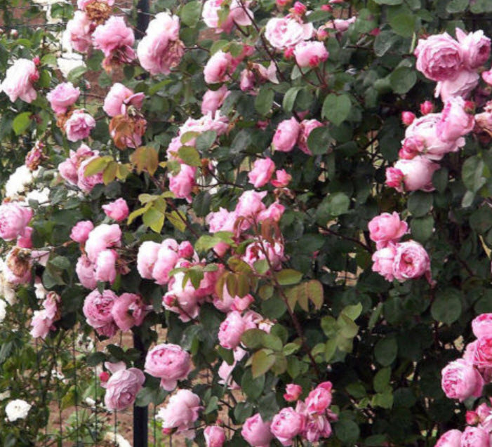 กุหลาบเลื้อย (Climbing Rose) สีชมพู / 100 เม็ด