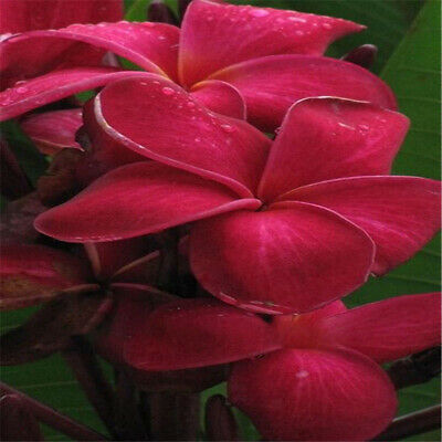 ลีลาวดี (Plumeria) คละ 4 สี / 25 เม็ด (นอก)