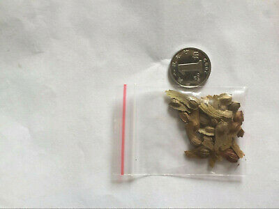 เมเปิ้ลญี่ปุ่นแดง (Japanese Red Maple tree) / 50 เม็ด