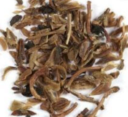 เหลี่ยงเคี้ยว (Weeping Forsythia) บอนไซ / 20 เม็ด (China)