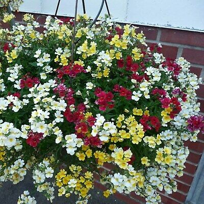 เนมีเซีย คาร์นิวัล (Nemesis Carnival) คละ / 150 เม็ด (Ukraine)