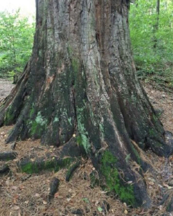 สนโคสต์ เรดวูด (Coast Redwood) / 10 เม็ด (Spain)*