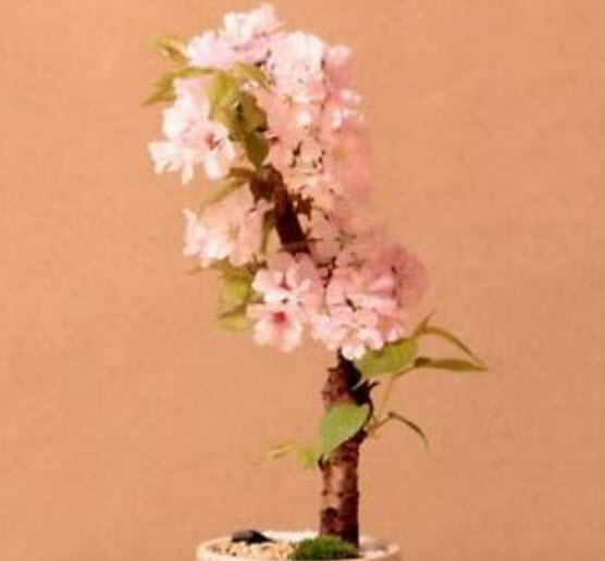 บอนไซซากุระ (Sakura bonsai) สีชมพู / 10 เม็ด (นอก)
