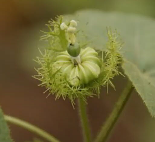 กะทกรก ตำลึงฝรั่ง หญ้ารกช้าง / 50 เม็ด