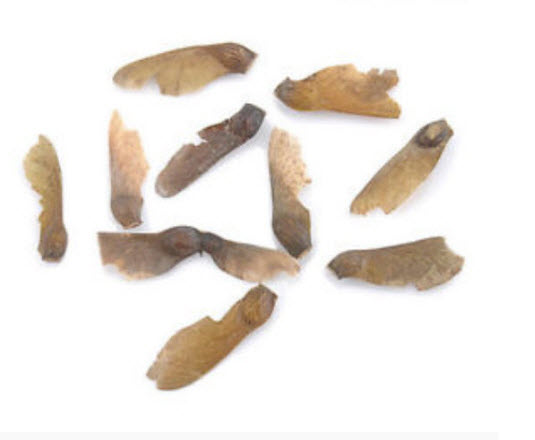 เมเปิ้ลญี่ปุ่น (Japanese Maple) สีแดง / 30 เม็ด