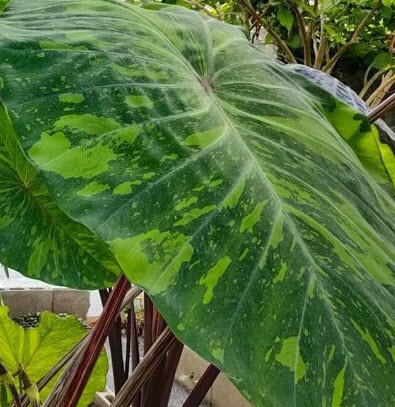 เมล็ดพันธุ์ บอน เลมอน ไลม์ / 5 เม็ด (P2S)*