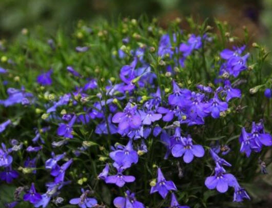 โลบีเลียเลื้อย สีน้ำเงิน (Blue edging lobelia) / 6,400 เม็ด (Poland)*