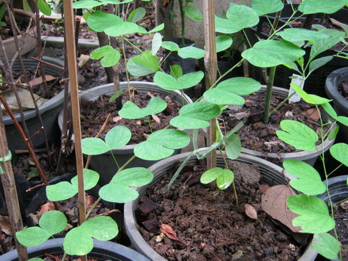 ต้นพญากาหลง กระถาง สูง 40-50 ซ.ม. / ต้น