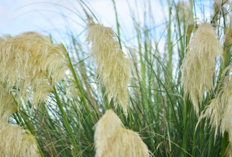 หญ้าแพมพัสป่า หรือ ไวด์ แพมพัส (Wild Pampas) / 500 เม็ด (Ukraine)