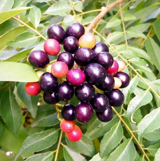 ต้น เคอรี่ลีฟ Indian curry leaves ใบกระหรี่ ใบหอมแขก ใบแกง ต้นเพาะเมล็ดในไทย