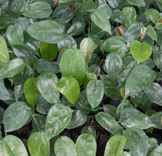 ต้นย่านางแดง กระถาง 6 ริ้ว สูง 20-30 ซ.ม. / ต้น