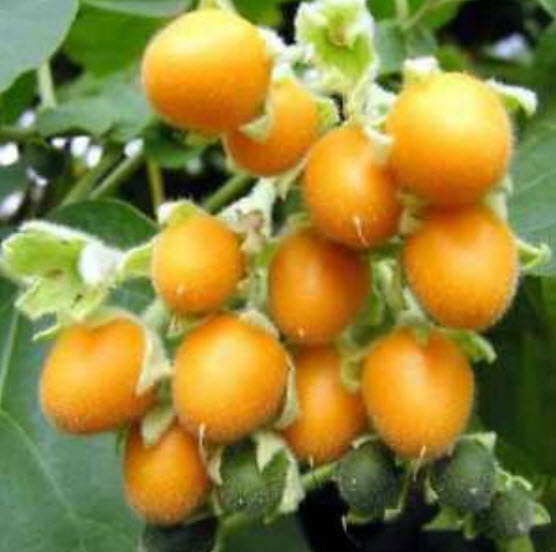 ทามาริลโล (Tamarillo) เหลือง / 10 เม็ด (Australia)