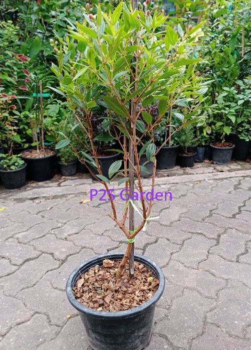 ต้นม่วงมงคล หรือโคลงเคลง กระถาง 10 นิ้ว สูง 70-90 ซ.ม. / ต้น