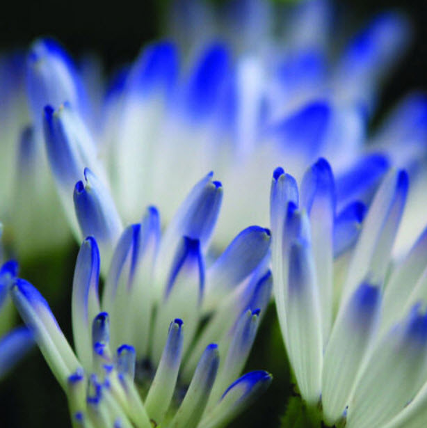 เดซี่สีน้ำเงิน (Blue Daisy) / 50 เม็ด (หายาก)