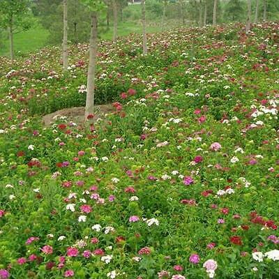 ดอกไม้ป่า (wildflowers) คละ / 100 เม็ด (นอก)