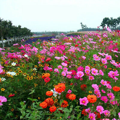 ดอกไม้ป่า (wildflowers) คละ / 200 เม็ด (นอก)