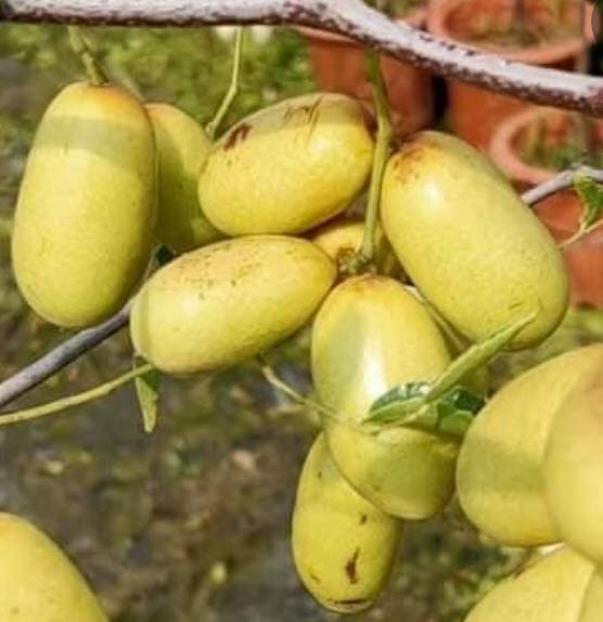 ต้น พุทราแดง (หงจ่าว) พุทราจีนลูกยาว ต้นใหญ่ น่าปลูก สูง 100 ซ.ม.+ ต้นไม้นำเข้า