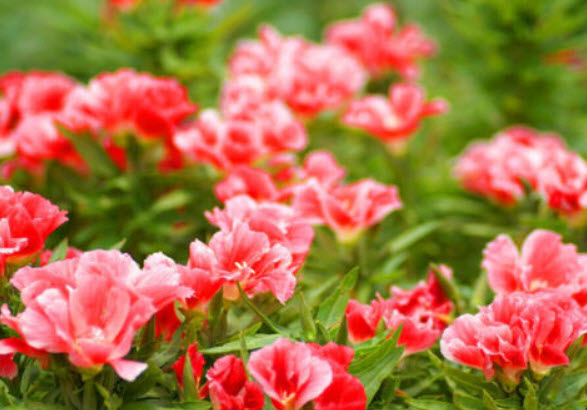 ก็อดดีเทีย (Godetia) ดอกซ้อน สีแซลมอน / 1,600 เม็ด (UK)