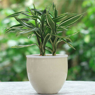 ไผ่ญี่ปุ่น (Japanese bamboo) / 20 เม็ด (นอก)