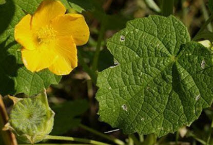 ครอบฟันสี หรือครอบจักรวาล (Country Mallow) / 100 เม็ด (India)