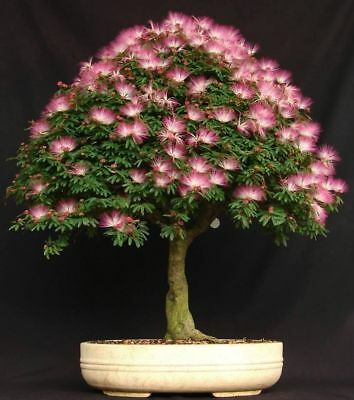 บอนไซ Persian Silk Tree / 10 เม็ด (China)