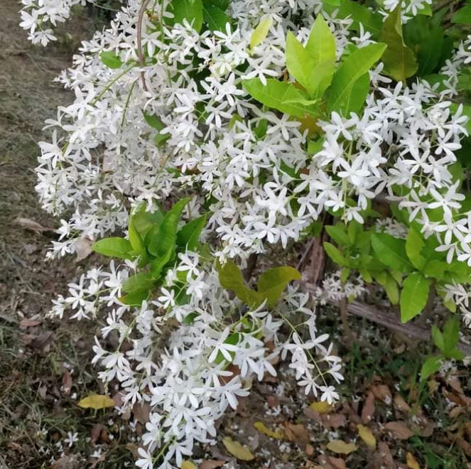 ต้นพวงคราม ดอกขาว สูง 130-150 ซ.ม. / ต้น