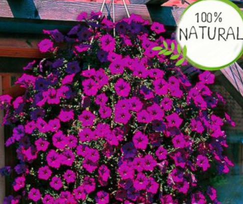 พิทูเนีย เวฟ (Hanging Petunia Wave) คละ 20 ชนิด / 150 เม็ด