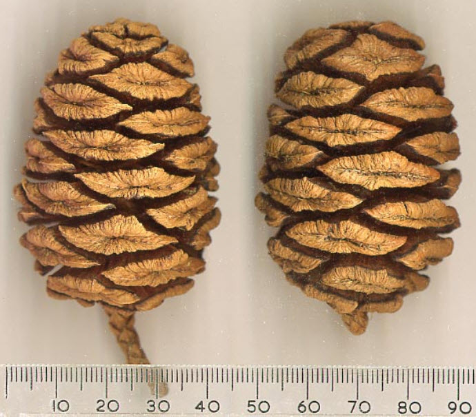 สนยักษ์ซีคัวญ่า (Giant Sequoia) / 20 เม็ด (China)