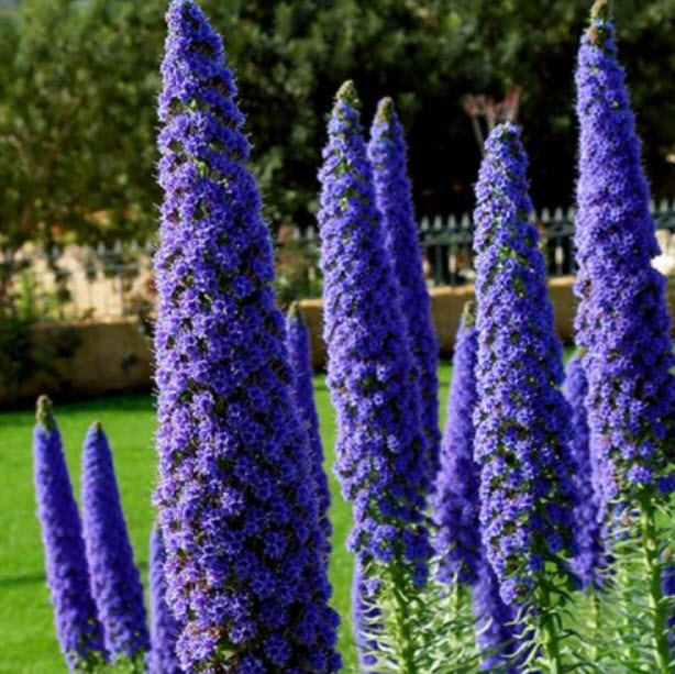 เอเชี่ยม แคนดิแกนส์ (Echium candicans / fastuosum) สีฟ้า / 10 เม็ด (France)
