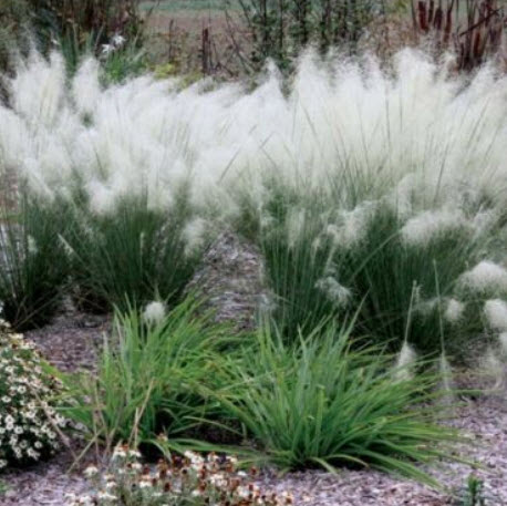 หญ้ามูลี่ (Muhly Grass) สีขาว / 10 เม็ด (UK)